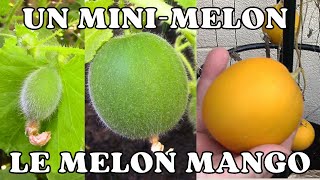 Un Mini-Melon de la Taille d&#39;une Pomme et de la Couleur d&#39;un Citron : le Melon Mango | Vine peach