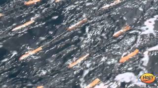 Underwater Video: Hogy Harness Jig and Hogy Squid Bulb Spreader Bars