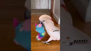 Barney Loves His Vibrating Toys Bird Quake