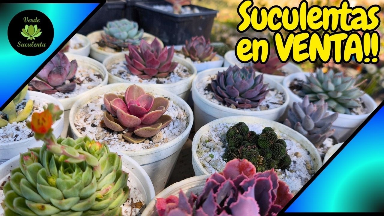 CATALOGO CERRADO. Venta de suculentas FEBRERO 2026. ❤️❤️❤️