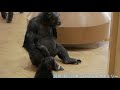 チンパンジー Chimpanzees 005 東山動植物園 20181218