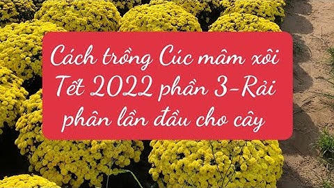 Cách trồng cúc mâm xôi Tết 2022 phần 3-Rải phân cho cây lần đầu