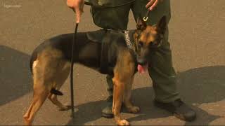 Narcan saves Clackamas County K-9