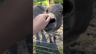Laughing Donkey
