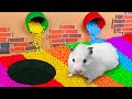 🐹 Cute Hamster Escapes from Colorful Maze with Ball Pool in Real Life 🐹
