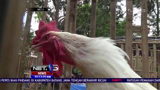 Kontes Ayam Pelung, Puluhan Ayam Unjuk Kebolehan -NET5