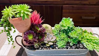 Succulent Arrangement in Old Tin Planter