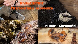 :  Heterometrus sp.spinifer.  