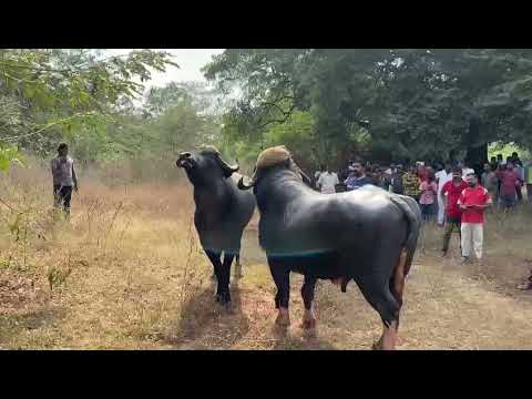 Ferozguda bull vs hasmathpetGanni won bull fights hyderabad