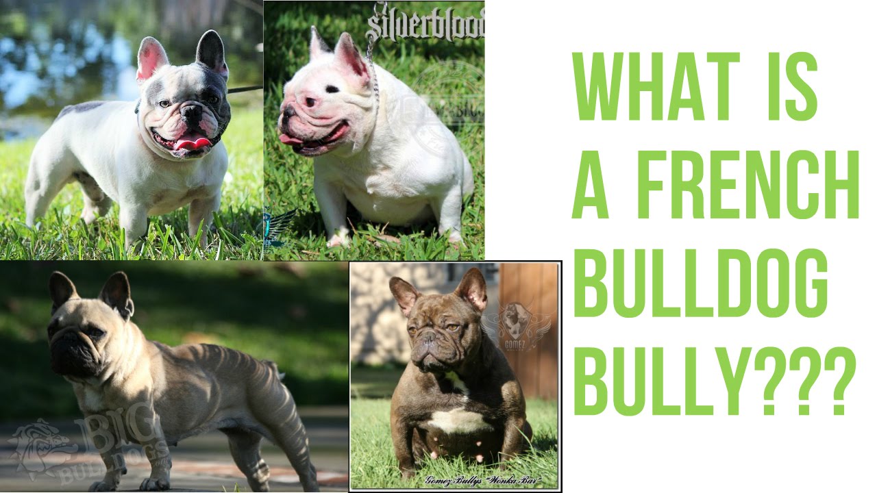 french bulldog bully