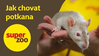 Jak chovat potkana | Super zoo