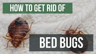 How To Get Rid of Bed Bugs Guaranteed 4 Easy Steps