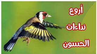 أفضل عشر بتبتات الحسون ضرورية للتحفيز على التغريد والهيجان. بتبتات الحسون ضرورية للتحفيز