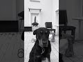 Combien sur 10 mon chien 🐕