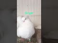 Qatar محمد الجبري Qatar محمد الجبري
