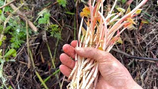 野生折耳根嫩芽好吃到飞起