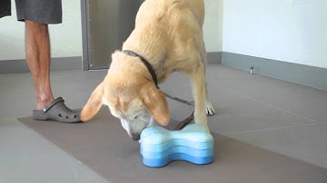 How to Stop Dogs From Digging Up Cable Lines : Dog Behavior & Health