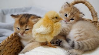 An encounter between kittens and a tiny chick. And they sleep together...