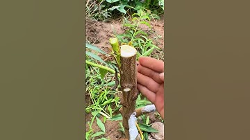 Ide cerdas proses grafting dengan alat sederhana dan sangat memuaskan #shorts