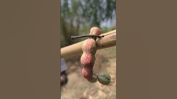 Lifehacks Tips Video Amazing V #tooltips #How #tips #trend #tricks #viral #hacks #Amazing #Tools #t