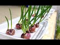 How to grow onions at home