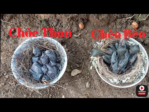 Video Bắt Tổ Chim Chèo Bẻo Và Tổ Chim Chích Chòe Than Non ||... - youtube