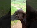 kalu sain #funny #comedy #love #grow #viralvideo #whitelabradorsnowhi #funnydog #labrador #funnypet