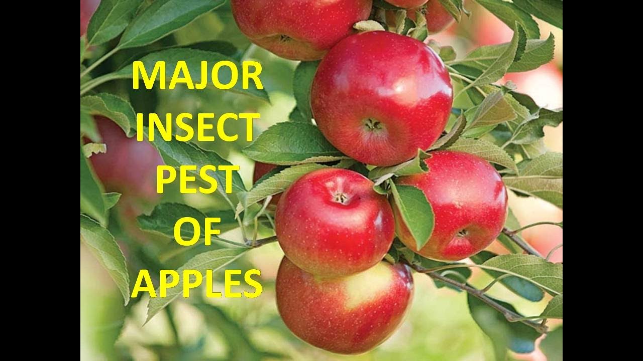 Major insect pest of apple YouTube