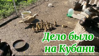 1752❤️Вот такие выходные/ Утиный беспредел/ Шик, блеск, красота!!!