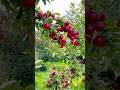 Laal laal daliye @MusicHunterZ #vickychauhan #apple #farm