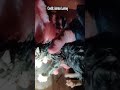 Kitten trapped in rubble after tornado hits home in Mississippi