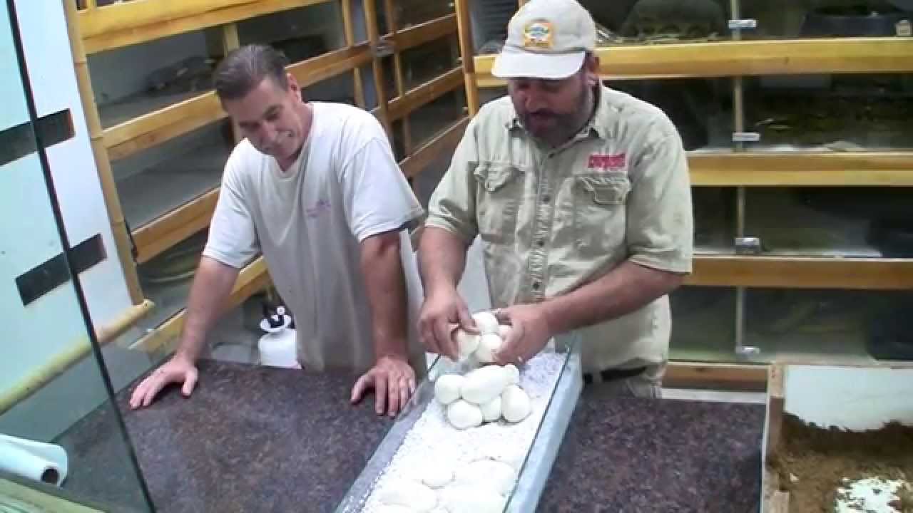 petco hours Dwarves from All Over the Globe