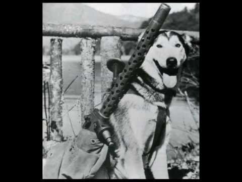 Vídeo: Cães De Defesa Da Segunda Guerra Mundial