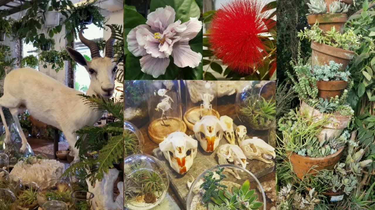 My First Trip to LOGEES & SEED TO STEM 🌿