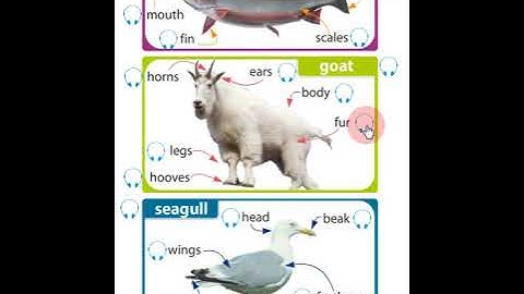 Excel 5 Module 7 Parts of animals