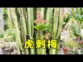 養虎刺梅要&ldquo;個性&rdquo;,養成&ldquo;一樹多色&rdquo;,開花五顏六色,趕緊試試【養花匠小齊】