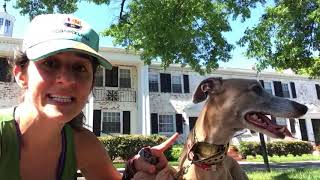 Whippets are good apartment dogs! by KRob runs dogs and saves cats! 2,438 views 5 years ago 1 minute, 26 seconds