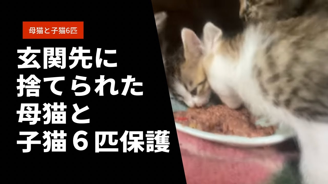 Abandoned Kittens abandoned-kittens