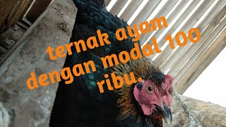 Beternak ayam hanya modal 100 ribu