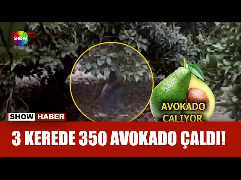 Daldaki meyveleri çaldı