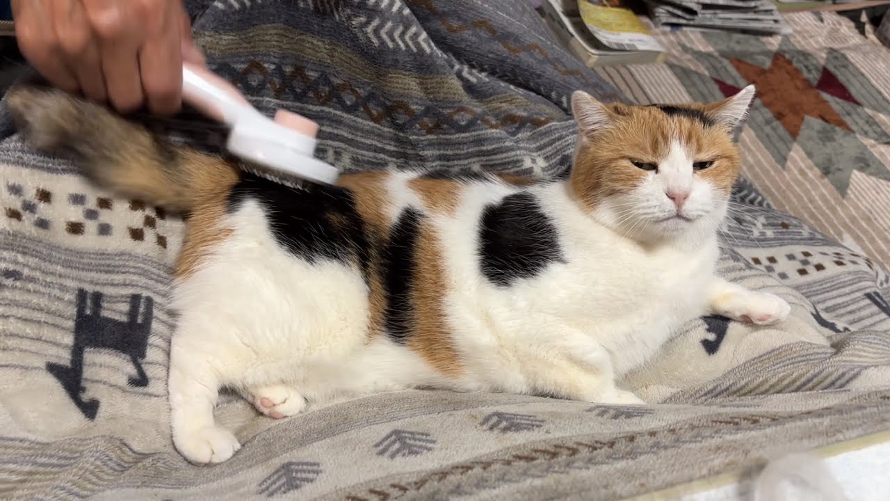 三毛猫】ブラッシングでご満悦のミケ（2026年4月15日） - YouTube