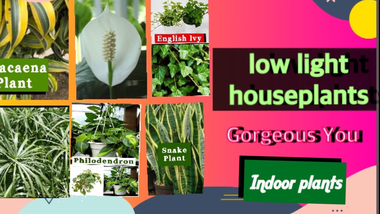 true low light HousePlants , that thrive in dark rooms