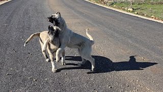 yavru köpek değil yavru aslan bunlar #kangal#köpek#animals#dog#dogvideos#doglover#dogs#keşfet