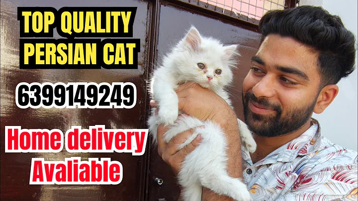 Video 8087811: persian cat baby pet, persian cat pets cute, persian cat male female, white female persian kitten, quality persian cat