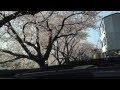 2013/03/30 各務原市 境川【桜】