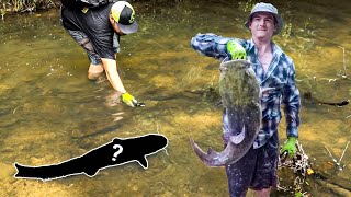 NOODLING CATFISH in OKLAHOMA