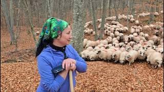Ciobănița Uța din Sălaj, cu oile breze, în pădure la jir