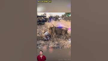 Sư tử bắt được ngựa vằn,cuộc chiến không khoan nhượng. #shortvideo #shorts  #thegioidongvat.