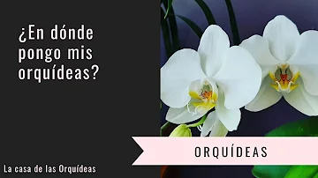 ¿Cuál es el mejor lugar para colocar una orquídea?