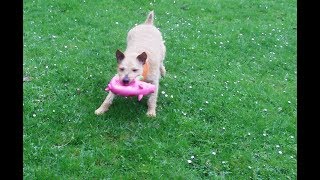 Patterdale Pip And The Pig.